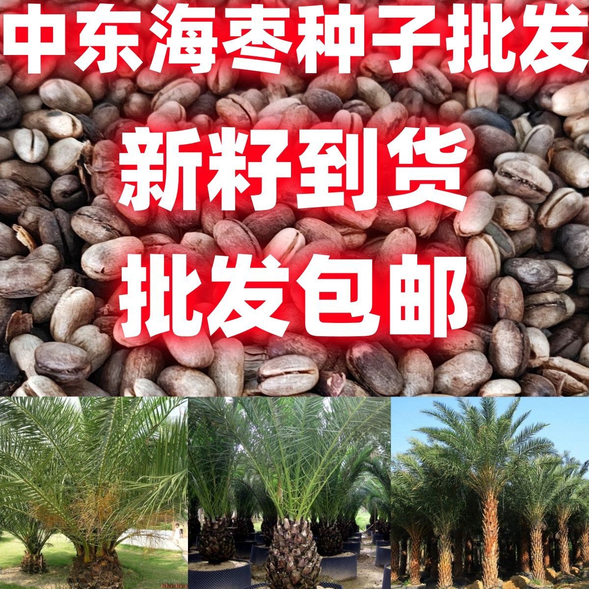 中东海枣种子加拿利海枣种子银海枣棕榈绿化行道林木苗木树林木