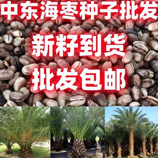 中东海枣种子加拿利海枣种子银海枣棕榈绿化行道林木苗木树林木