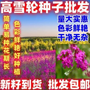 高雪轮种子花卉种子美人草高雪轮草花种子耐寒耐旱容易栽培