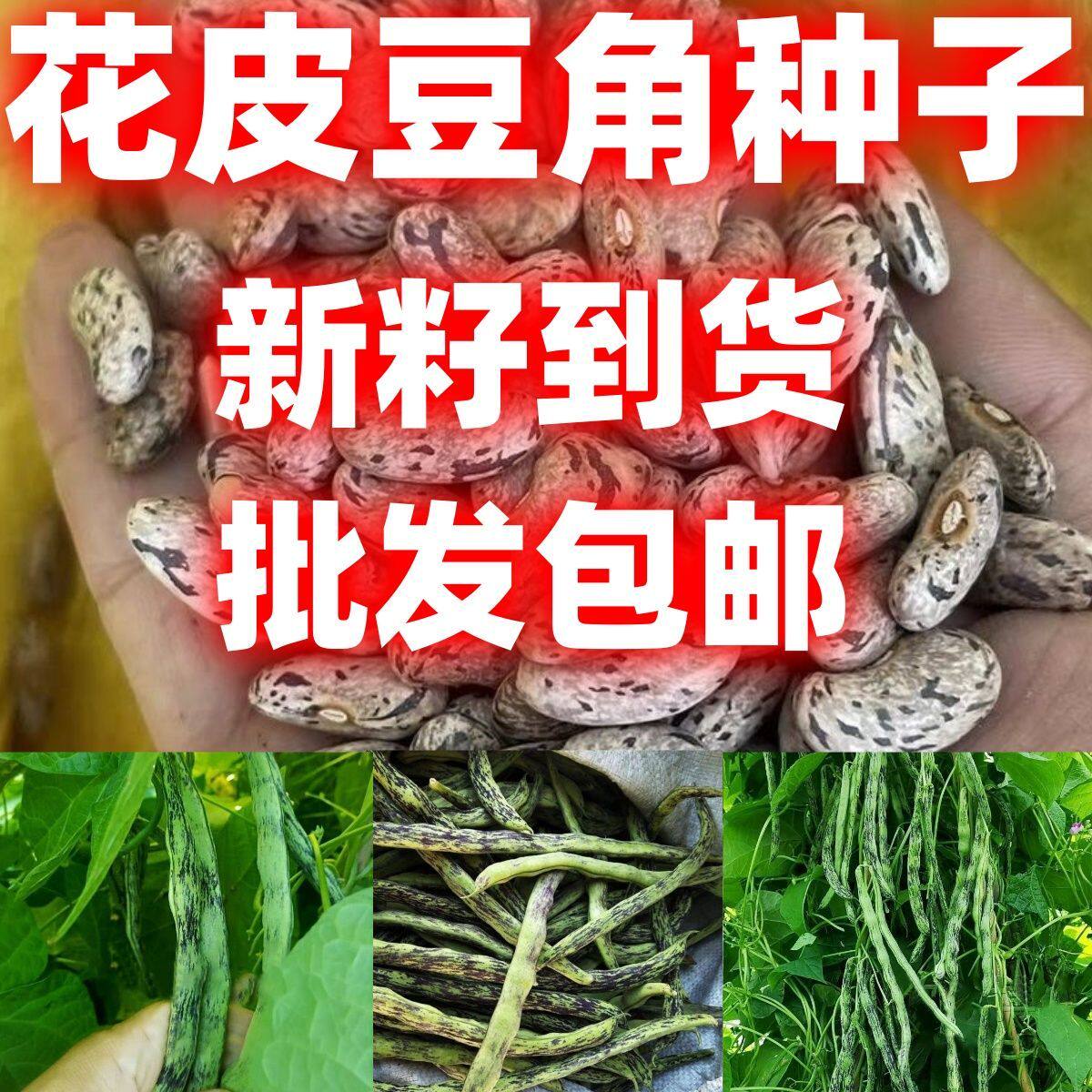花皮豆角种子冻不死批发包邮无筋简单花豆角架豆四季豆蔬菜种子