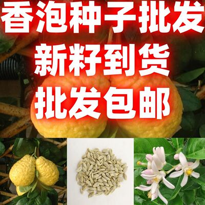 当季新籽香泡种子子香圆香圆树香橼树种籽香泡种子芸香泡种子林木