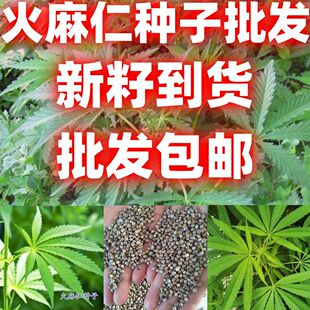 当季新籽火麻仁种子庭院种植耐寒植物中草药盆栽绿植新鲜种胡麻籽
