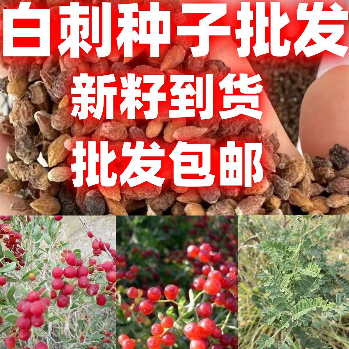 白刺种子包邮沙漠樱桃种子防沙绿化沙漠 防止沙尘灌木雪花
