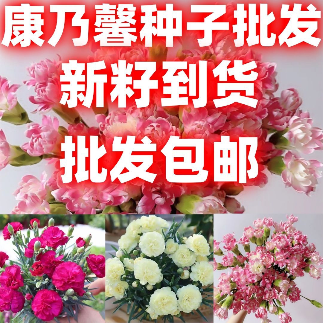 康乃馨花种子四季花卉观花植物室内花开花包邮庭院花籽易种活