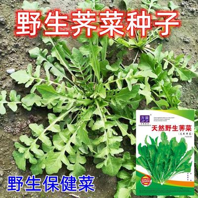天然野生荠菜种子荠荠菜种籽四季阳台盆栽耐寒野菜种子春季野菜