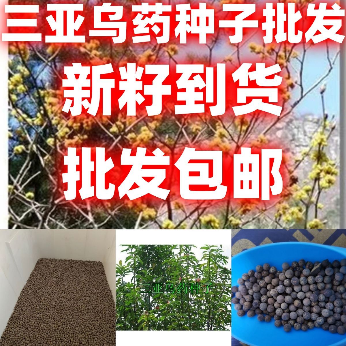 当季新籽三亚乌药种子香丽木三丫钓樟猴楸树简单易种种子三亚乌药