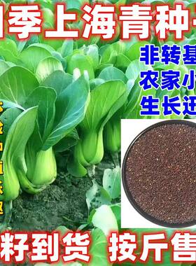 矮脚上海青种子青白菜种籽按斤卖四季种植耐热耐寒易种植蔬菜种籽