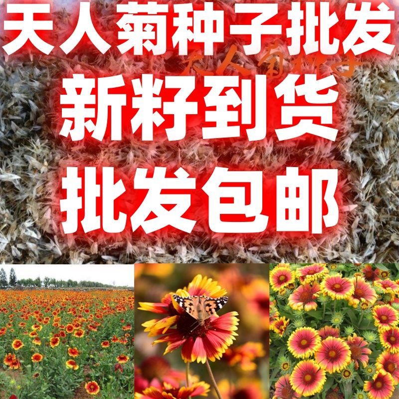 天人菊种子包邮卉种子虎皮菊耐热耐贫瘠景观绿化花园阳台种植
