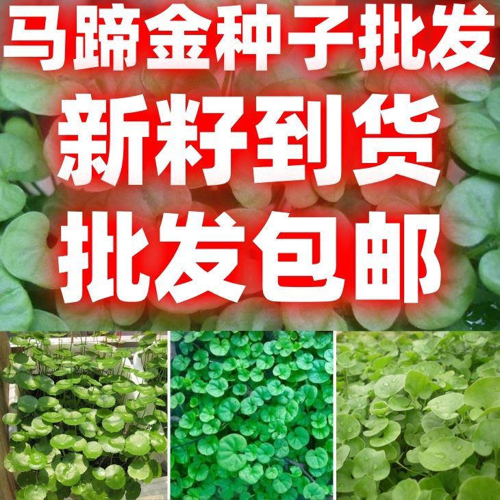 马蹄金种子盆栽花园小铜钱草种子草坪种子小金钱草籽易种包邮