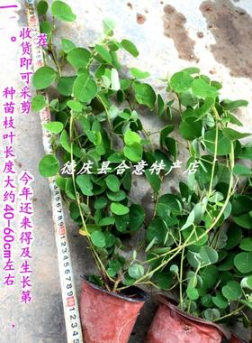广金钱草种苗 防石药材苗溶石盆栽野货草药苗CJV收即山可草采收包