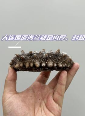 【顺丰特快】大连食FYR围底播海参堰播獐子岛海即参大连底海参辽