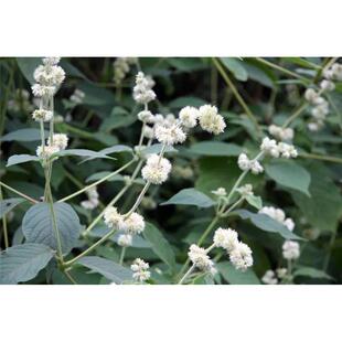 四川雅膝ULX安宝兴雪山野生川牛无硫磺野生干大牛膝1斤包邮煲汤