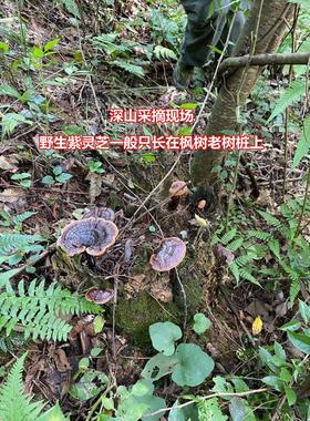 【老农采摘】整江西九山TIV野正宗生紫灵芝特级枝连正品野生灵芝