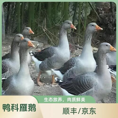 【顺丰/京东包邮】散大雁鹅单只净重4.7-5斤带掌 .带翅.带心肝k