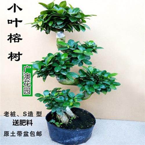 四季常青树桩盆景苗室内植物人参榕小叶榕树盆栽新款耐寒造型绿植