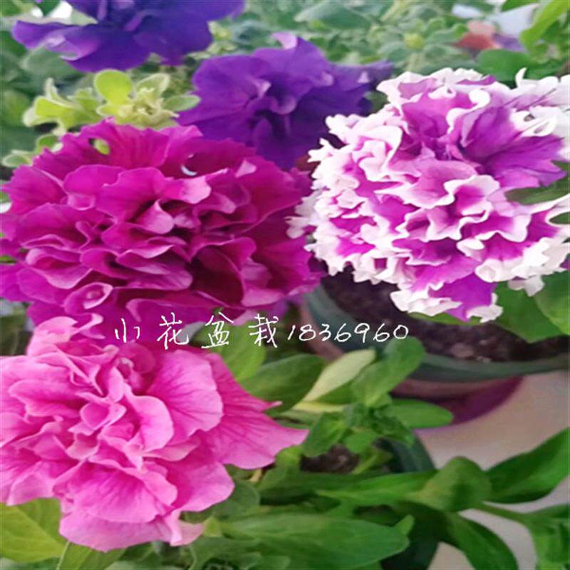 矮牵牛 五彩牵牛花 冰淡紫 花苗 室外阳台庭院植物 垂吊花卉矮牵