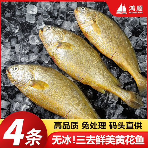 鸿顺宁德三去大黄鱼商用黄花鱼
