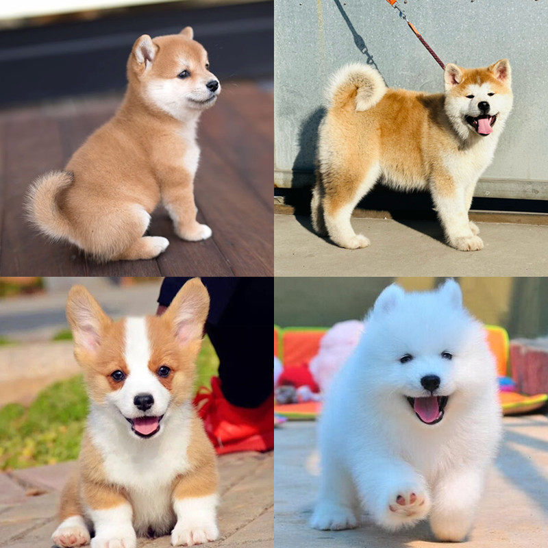 柯基幼犬活体幼崽赛级纯种日本柴犬豆柴秋田犬萨摩耶家养宠物狗
