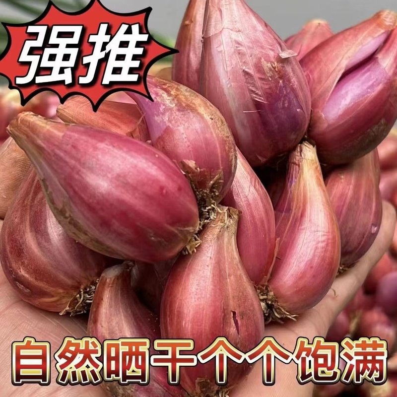 【可种可食】红葱头干葱头火葱正宗新鲜小香葱熬葱油特香可种植包