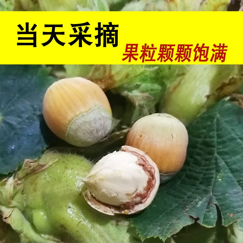 2026年现货辽宁新鲜绿皮大榛子达维榛子应季现货5斤中通包邮