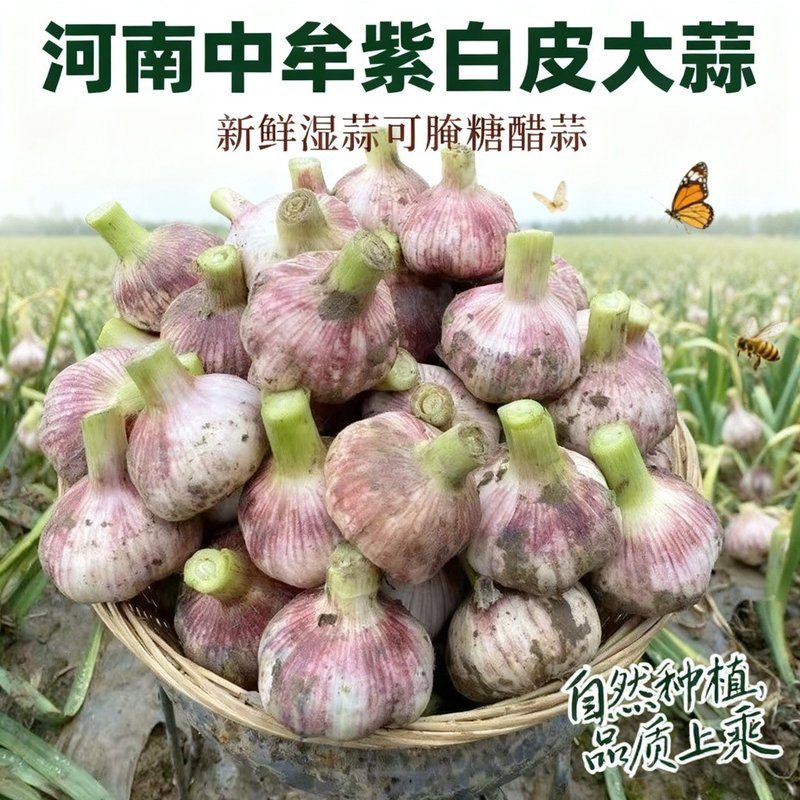 【河南中牟】现挖晚熟湿蒜新鲜紫白皮大蒜可腌糖醋蒜