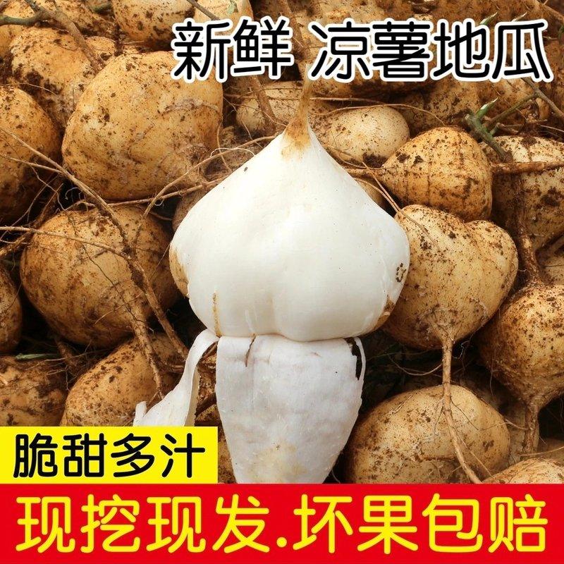 【新鲜现挖】贵州地萝卜凉薯沙葛农家自种雪莲果土瓜