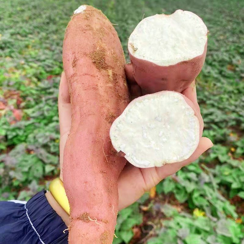 哈密冰糖蜜薯香甜软糯白心地瓜粗粮美味