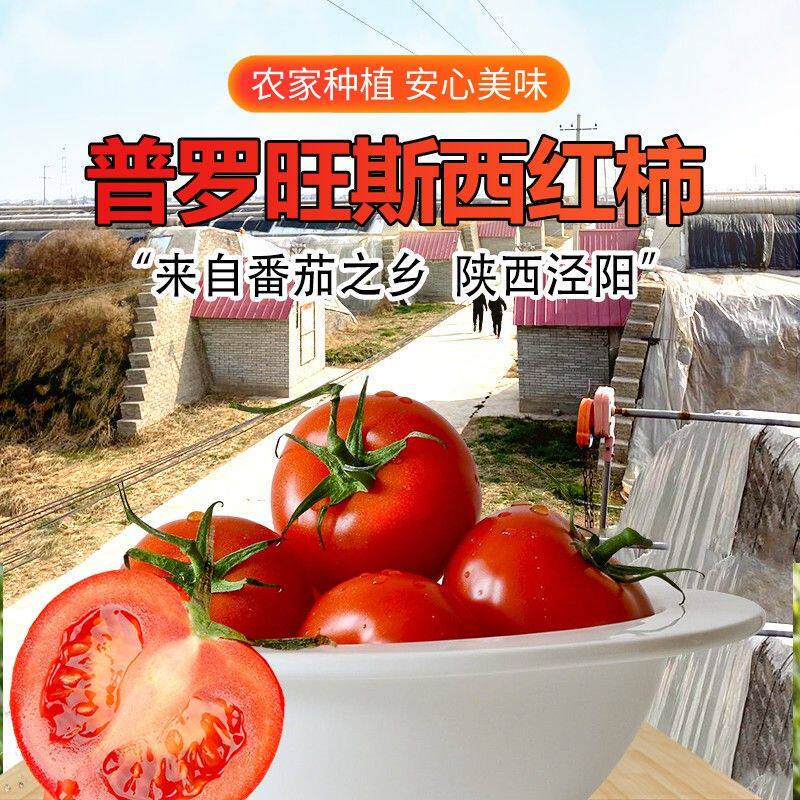 【】陕西泾阳普罗旺斯水果西红柿沙瓤番茄新鲜采摘自然成熟