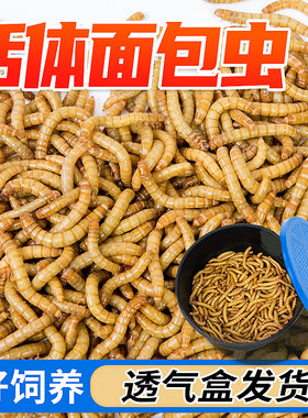 面包虫活虫鲜活大麦黄粉玉米虫子角蛙粮守宫蜥蜴螳螂壁虎蜘蛛营养