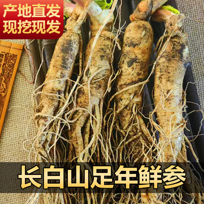 正宗长白山鲜人参煲汤泡酒500g参