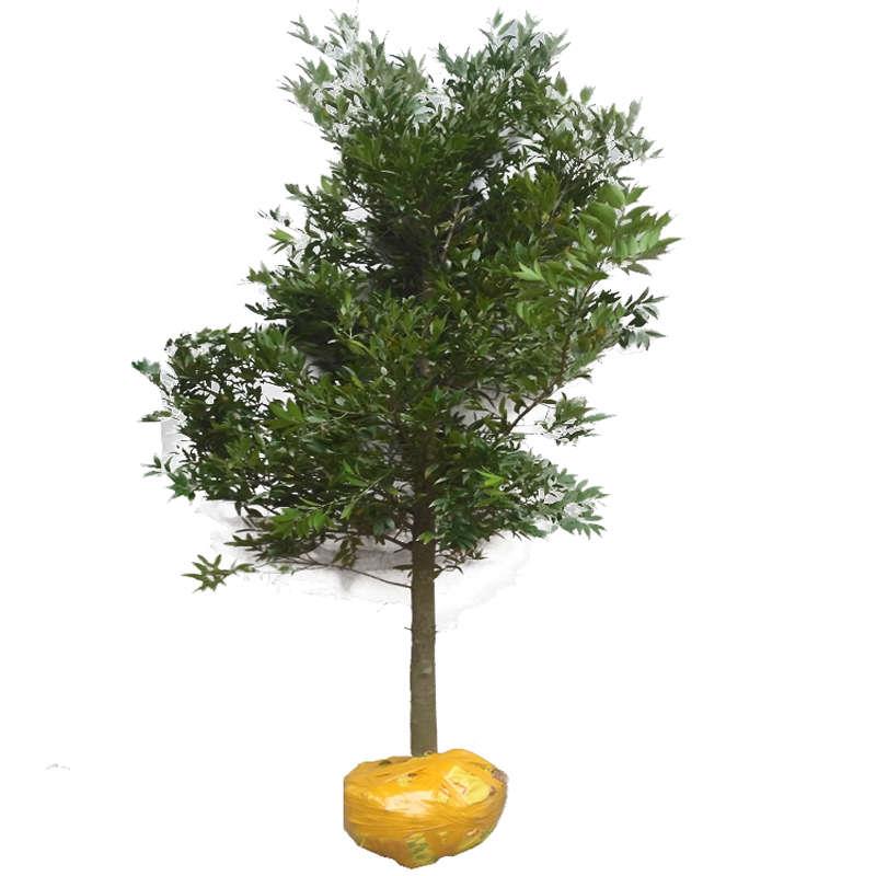 竹柏树苗大苗庭院驱蚊绿化老桩苗木耐阴好养四季常青阳台盆栽绿植