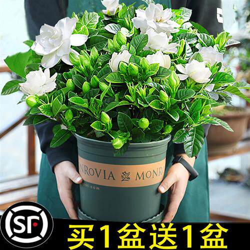 大盆栀子花室内盆栽四季开花绿植阳台花卉好养植物净化空气吸甲醛