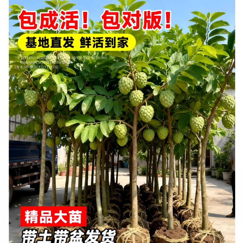 释迦果苗树带果台湾凤梨嫁接果树