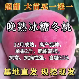 巨型冬桃树果苗嫁接新品种特大冬桃树苗晚熟桃树果苗嫁接桃树毛苗