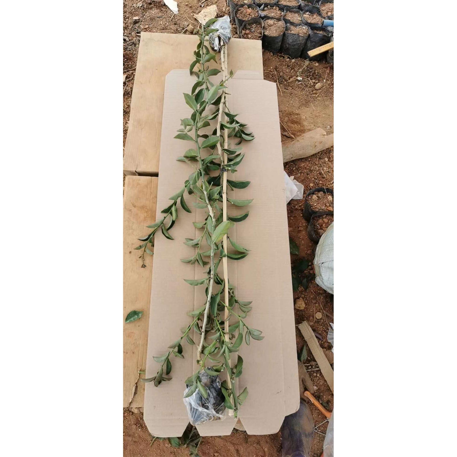 抖音叶仙木麒麟嫁接蟹爪兰仙人球仙人指假昙花万能砧木云南清禾园