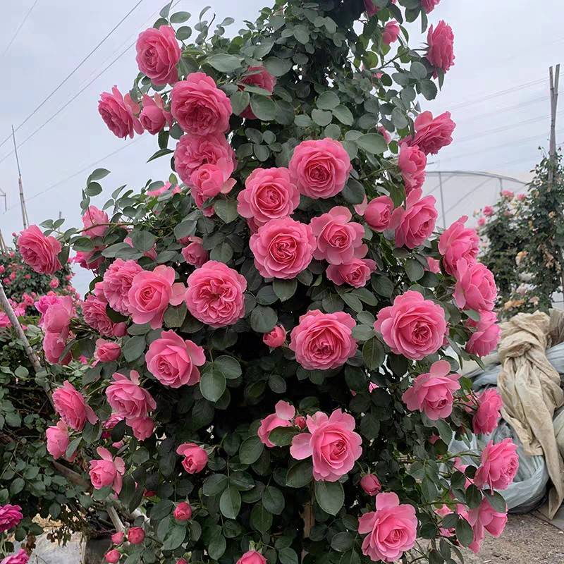 粉达阳芬藤奇本季花栽苗大花浓盆香特季无品牌/台庭色院花月四物