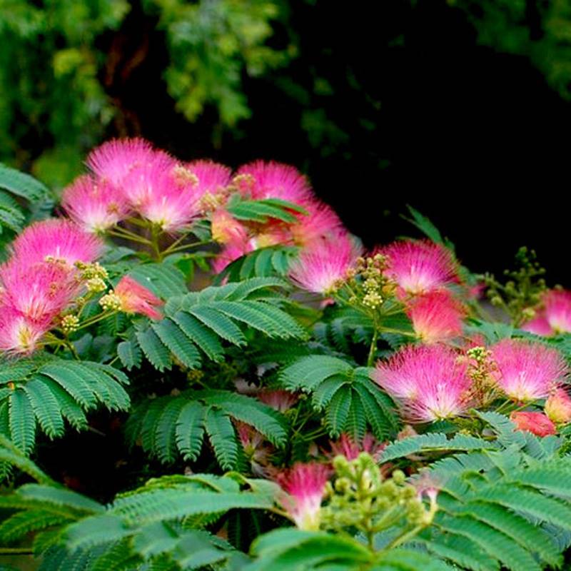 金鸿矮生合欢花盆栽花苗种植常绿灌木观赏性高细叶粉扑花盆栽