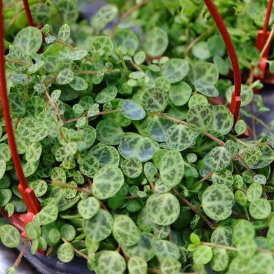 纽扣椒草雨林缸造景垂吊藤蔓多肉植物室内阳台绿植盆栽净化空气