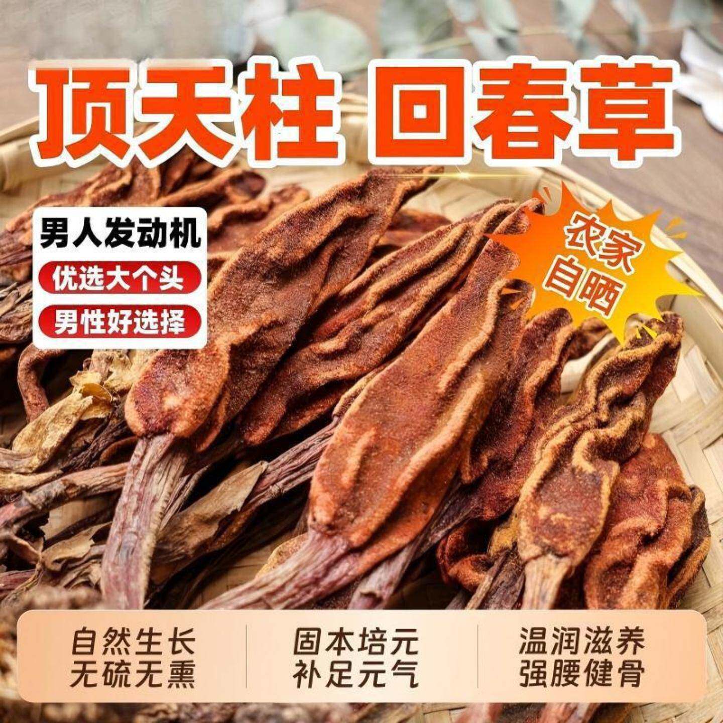 云南野生回春草500g顶天柱不老草中药材温肾起阳草茶泡酒男性滋补
