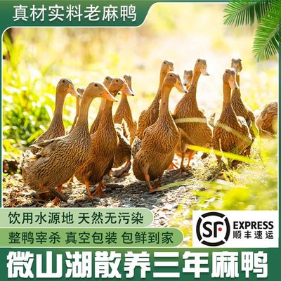 微山湖大湖散养麻鸭三年放养顺丰