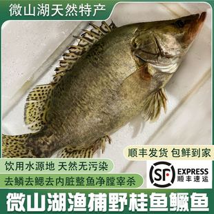 微山湖渔民野捕桂鱼新鲜活鱼宰杀鳜鱼淡水桂花鱼季花鱼鳌花鱼顺丰