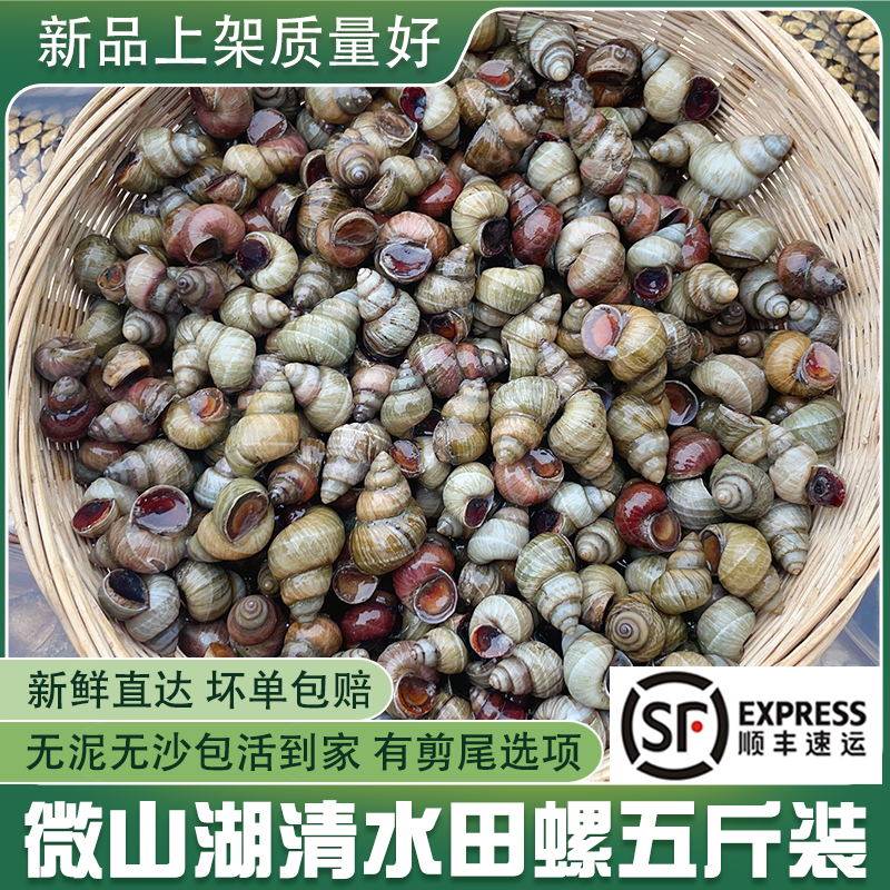 微山湖清水田螺新鲜活体包活到家