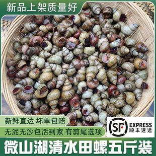 微山湖清水田螺新鲜活体包活的无沙可剪尾螺蛳粉石螺丝肉商用顺丰
