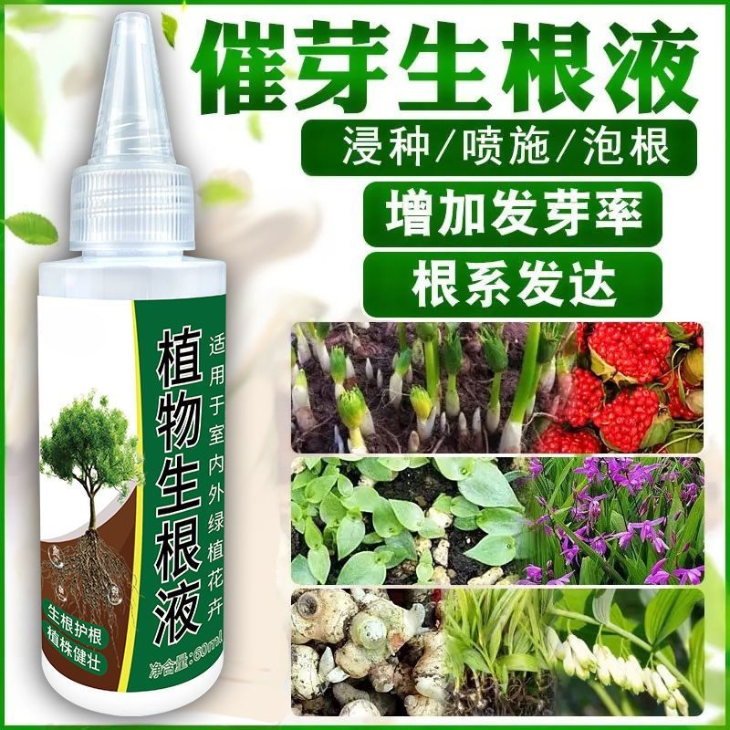 强力生根月季玫瑰专用生根液生根剂扦插枝条移栽育苗生根爆根