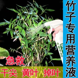 叶绿素营养液竹子肥料专用肥红竹米竹黄叶干尖水培土培植物开花素