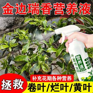 生根药水营养液金边瑞香营养液脱水干瘪枯叶一喷绿喜酸植物免稀释