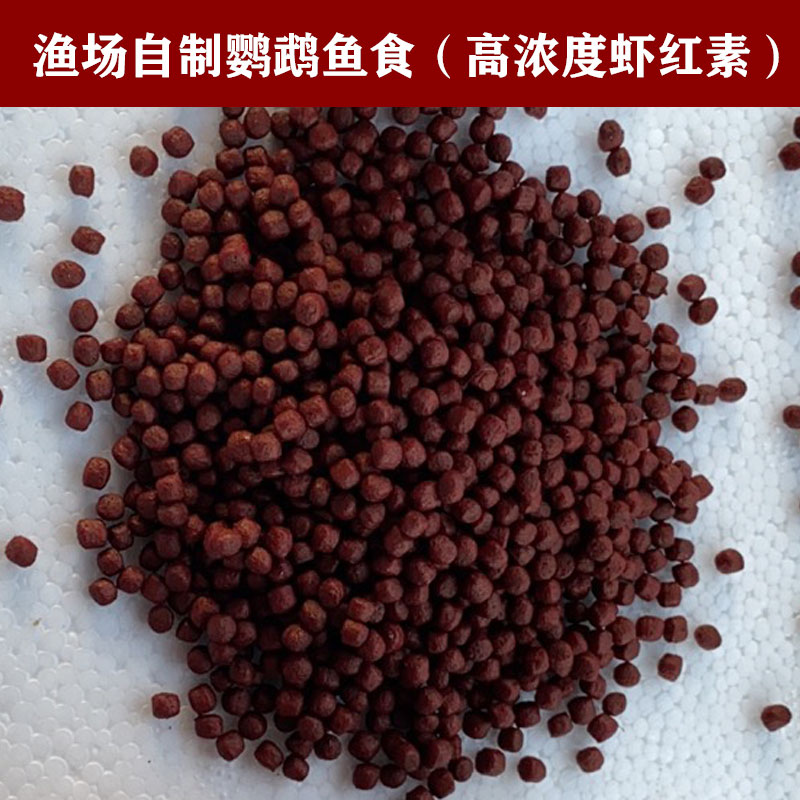 鱼食小颗粒冷水观赏鱼高蛋白