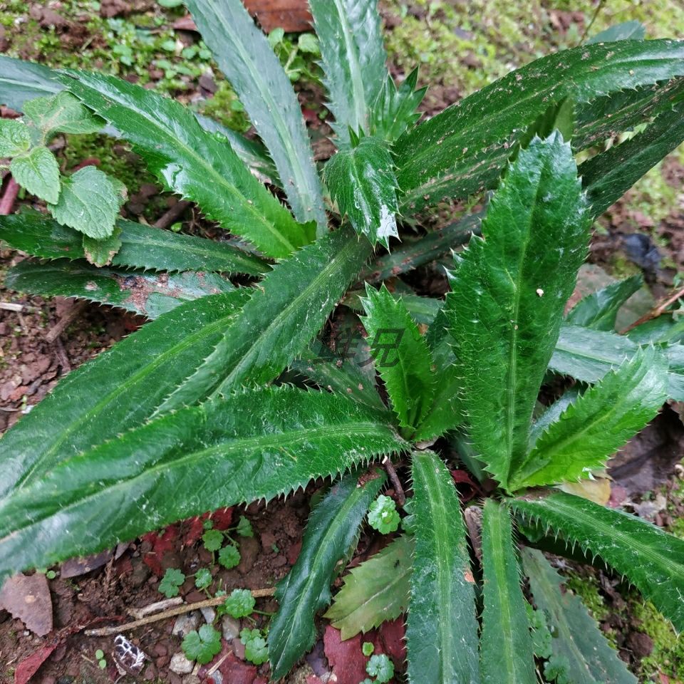 [老缅香菜带根]四季云南德宏傣味芫荽泰国大香菜可种新鲜野生刺芹
