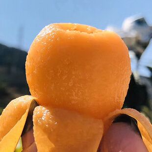 四川大五星米易枇杷攀枝花正宗当季新鲜水果琵琶孕妇大果整箱包邮