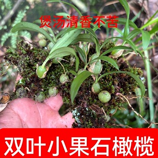 石橄榄新鲜双叶小果野石仙桃中药广东福建炖煲汤材料生岩珠果上叶